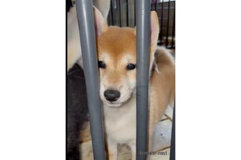成約済の静岡県の柴犬-204549の1枚目